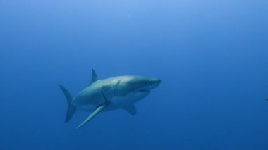 Büyük beyaz köpekbalıkları Guadalupe Adası Pasifik Okyanusu kapalı sualtı dalış büyüleyici. Meksika.