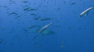 Büyük beyaz köpekbalıkları Guadalupe Adası Pasifik Okyanusu kapalı sualtı dalış büyüleyici. Meksika.