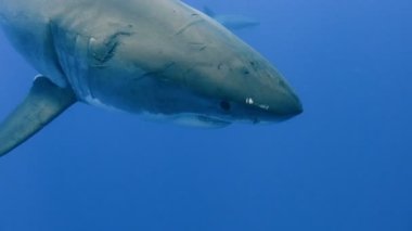 Büyük beyaz köpekbalıkları Guadalupe Adası Pasifik Okyanusu kapalı sualtı dalış büyüleyici. Meksika.