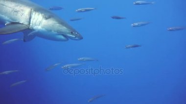 Büyük beyaz köpekbalıkları Guadalupe Adası Pasifik Okyanusu kapalı sualtı dalış büyüleyici. Meksika.