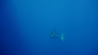 Büyük beyaz köpekbalıkları Guadalupe Adası Pasifik Okyanusu kapalı sualtı dalış büyüleyici. Meksika.