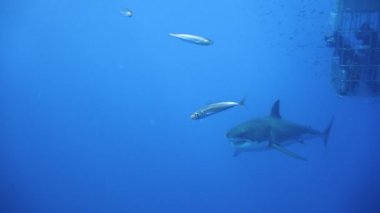 Büyük beyaz köpekbalıkları Guadalupe Adası Pasifik Okyanusu kapalı sualtı dalış büyüleyici. Meksika.