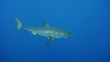 Büyük beyaz köpekbalıkları Guadalupe Adası Pasifik Okyanusu kapalı sualtı dalış büyüleyici. Meksika.