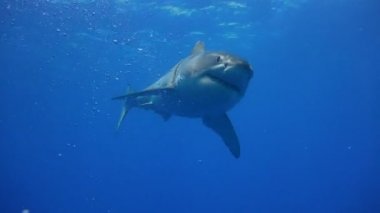 Büyük beyaz köpekbalıkları Guadalupe Adası Pasifik Okyanusu kapalı sualtı dalış büyüleyici. Meksika.