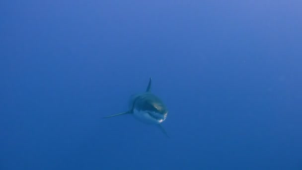 Mergulho subaquático fascinante com grandes tubarões brancos ao largo da ilha de Guadalupe, no oceano Pacífico. México . — Vídeo de Stock