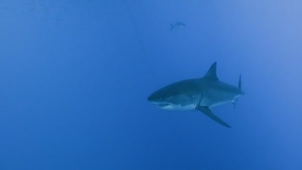 Захоплюючий підводний дайвінг з акулами великий білий off в Тихому океані, острів Guadalupe. Мексика. — стокове відео