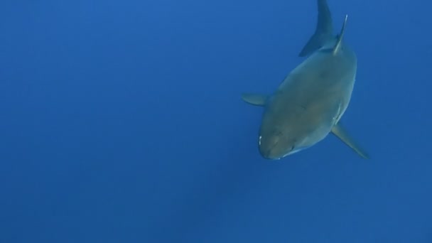 迷人的水下潜水与关闭太平洋瓜达卢佩岛的大白鲨。墨西哥. — 图库视频影像