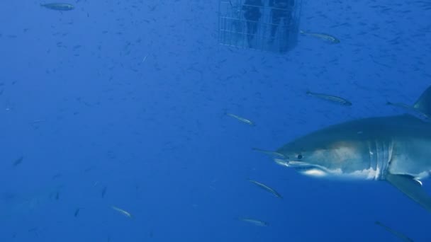 Fascinante buceo submarino con grandes tiburones blancos frente a la isla de Guadalupe en el océano Pacífico. México. . — Vídeos de Stock