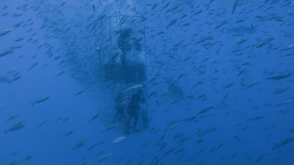 Fascinante buceo submarino con grandes tiburones blancos frente a la isla de Guadalupe en el océano Pacífico. México. . — Vídeos de Stock