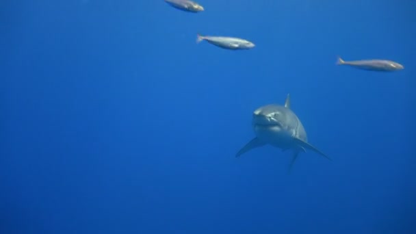 Mergulho subaquático fascinante com grandes tubarões brancos ao largo da ilha de Guadalupe, no oceano Pacífico. México . — Vídeo de Stock