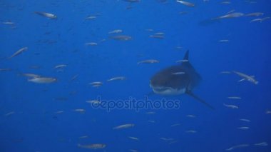 Büyük beyaz köpekbalıkları Guadalupe Adası Pasifik Okyanusu kapalı sualtı dalış büyüleyici. Meksika.