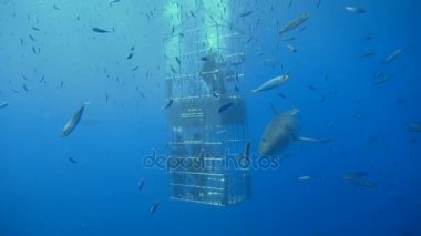 Büyük beyaz köpekbalıkları Guadalupe Adası Pasifik Okyanusu kapalı sualtı dalış büyüleyici. Meksika.