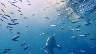 Büyük beyaz köpekbalıkları Guadalupe Adası Pasifik Okyanusu kapalı sualtı dalış büyüleyici. Meksika.