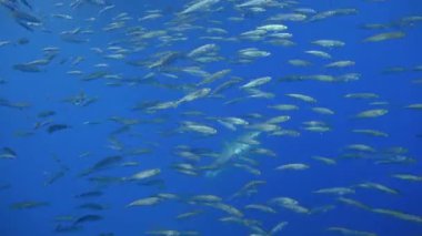 Büyük beyaz köpekbalıkları Guadalupe Adası Pasifik Okyanusu kapalı sualtı dalış büyüleyici. Meksika.