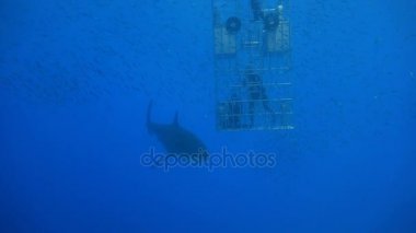 Büyük beyaz köpekbalıkları Guadalupe Adası Pasifik Okyanusu kapalı sualtı dalış büyüleyici. Meksika.