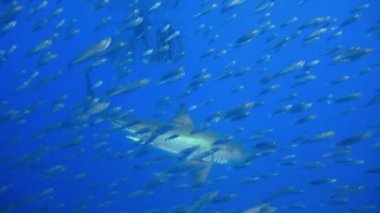 Büyük beyaz köpekbalıkları Guadalupe Adası Pasifik Okyanusu kapalı sualtı dalış büyüleyici. Meksika.