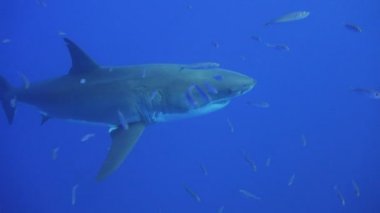 Büyük beyaz köpekbalıkları Guadalupe Adası Pasifik Okyanusu kapalı sualtı dalış büyüleyici. Meksika.