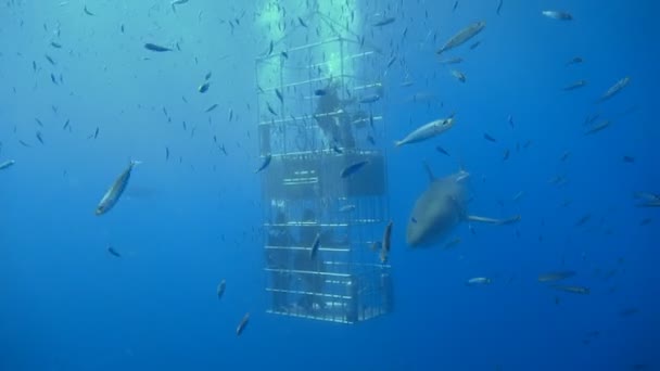 Mergulho subaquático fascinante com grandes tubarões brancos ao largo da ilha de Guadalupe, no oceano Pacífico. México . — Vídeo de Stock