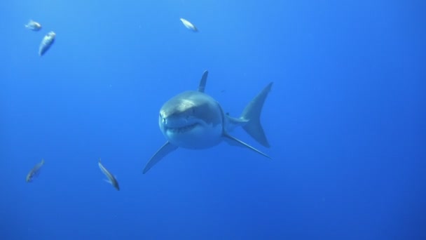 Fascinující podmořské potápění se žraloky bílé z Guadalupe ostrov v Tichém oceánu. Mexiko. — Stock video