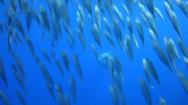 Menarik menyelam di bawah air dengan hiu putih besar dari pulau Guadalupe di laut Pasifik. Meksiko . — Stok Video