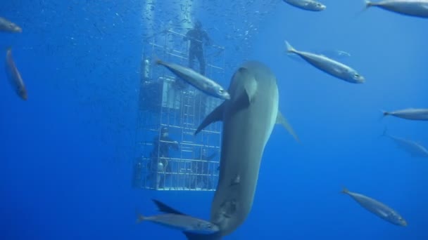 Büyük beyaz köpekbalıkları Guadalupe Adası Pasifik Okyanusu kapalı sualtı dalış büyüleyici. Meksika. — Stok video