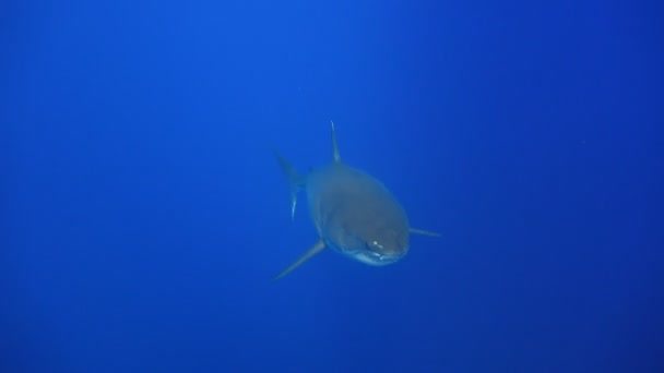 Fascinating underwater diving with Great white sharks off the island of Guadalupe in the Pacific ocean. Mexico. — Stock Video