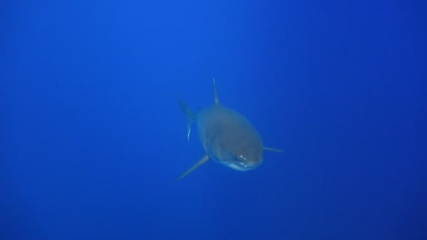 Захватывающее подводное плавание с большими белыми акулами у острова Гуадалупе в Тихом океане. Мексика . — стоковое видео