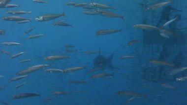 Büyük beyaz köpekbalıkları Guadalupe Adası Pasifik Okyanusu kapalı sualtı dalış büyüleyici. Meksika.