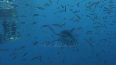 Büyük beyaz köpekbalıkları Guadalupe Adası Pasifik Okyanusu kapalı sualtı dalış büyüleyici. Meksika.