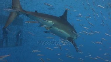 Büyük beyaz köpekbalıkları Guadalupe Adası Pasifik Okyanusu kapalı sualtı dalış büyüleyici. Meksika.