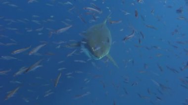 Büyük beyaz köpekbalıkları Guadalupe Adası Pasifik Okyanusu kapalı sualtı dalış büyüleyici. Meksika.