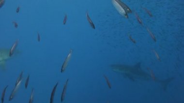 Büyük beyaz köpekbalıkları Guadalupe Adası Pasifik Okyanusu kapalı sualtı dalış büyüleyici. Meksika.