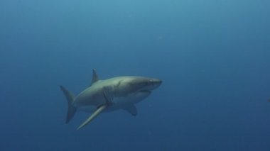 Büyük beyaz köpekbalıkları Guadalupe Adası Pasifik Okyanusu kapalı sualtı dalış büyüleyici. Meksika.