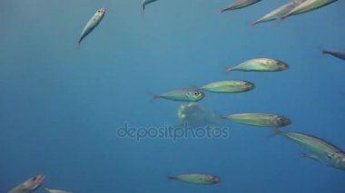 Büyük beyaz köpekbalıkları Guadalupe Adası Pasifik Okyanusu kapalı sualtı dalış büyüleyici. Meksika.