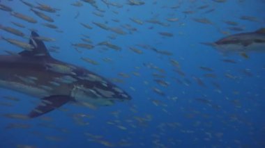 Büyük beyaz köpekbalıkları Guadalupe Adası Pasifik Okyanusu kapalı sualtı dalış büyüleyici. Meksika.