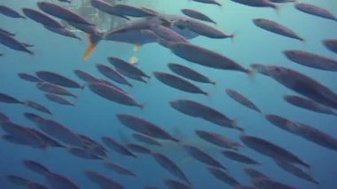 Büyük beyaz köpekbalıkları Guadalupe Adası Pasifik Okyanusu kapalı sualtı dalış büyüleyici. Meksika.