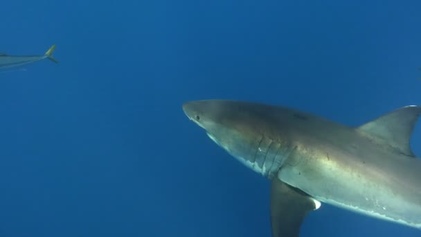 Συναρπαστική υποβρύχια κατάδυση με μεγάλοι λευκοί καρχαρίες έξω από το νησί της Γουαδελούπης στον Ειρηνικό Ωκεανό. Μεξικό. — Αρχείο Βίντεο
