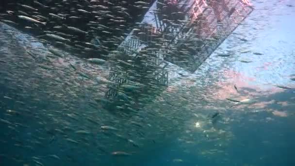 Lenyűgöző víz alatti búvárkodás le a Guadalupe sziget a Csendes-óceánon. Mexikó. — Stock videók