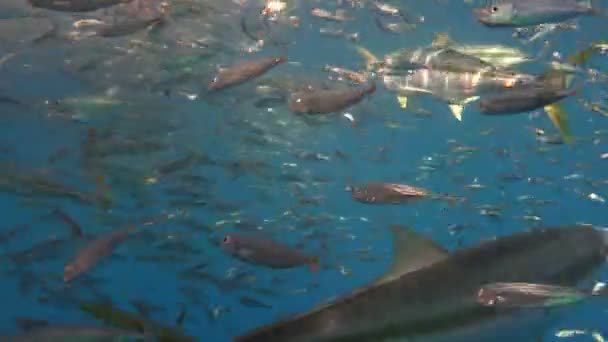 Fascinante mergulho subaquático na ilha de Guadalupe, no Oceano Pacífico. México . — Vídeo de Stock