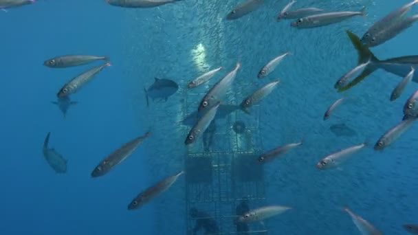 Fascinante buceo submarino frente a la isla de Guadalupe en el océano Pacífico. México. . — Vídeos de Stock