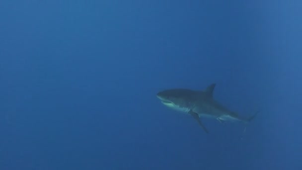 太平洋のグアダルーペ島オフ ホオジロザメと魅惑的な水中ダイビング。メキシコ. — ストック動画