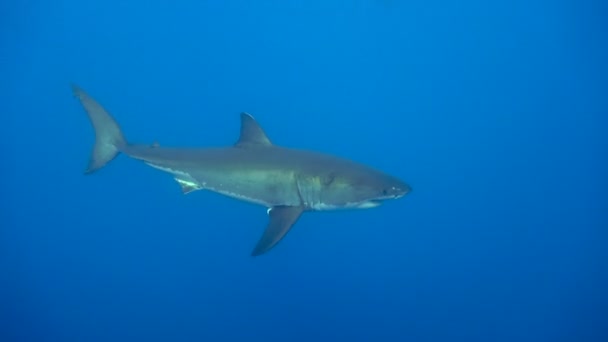 Fascinating underwater diving with Great white sharks off the island of Guadalupe in the Pacific ocean. Mexico. — Stock Video