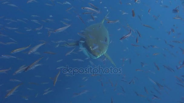 Захватывающее подводное плавание с большими белыми акулами у острова Гуадалупе в Тихом океане. Мексика . — стоковое видео