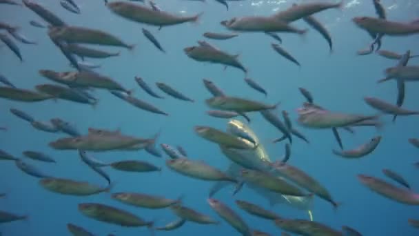 매혹적인 수 중 다이빙 과달루페 섬 태평양에 떨어져 큰 백상아리와 함께. 멕시코. — 비디오