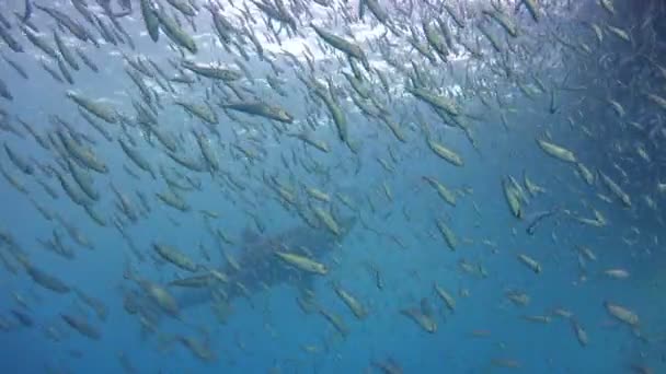 Fascinerende onderwater duiken met grote witte haaien uit de eiland van Guadalupe in de Stille Oceaan. Mexico. — Stockvideo