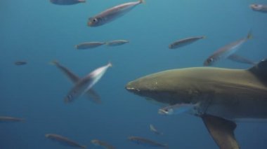 Büyük beyaz köpekbalıkları Guadalupe Adası Pasifik Okyanusu kapalı sualtı dalış büyüleyici. Meksika.