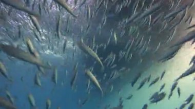 Büyüleyici sualtı Guadalupe Adası Pasifik Okyanusu kapalı dalış. Meksika.