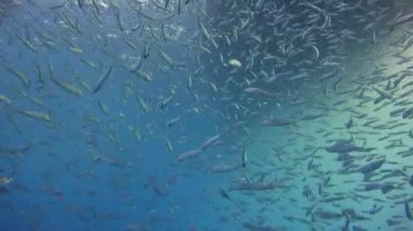 Büyüleyici sualtı Guadalupe Adası Pasifik Okyanusu kapalı dalış. Meksika.