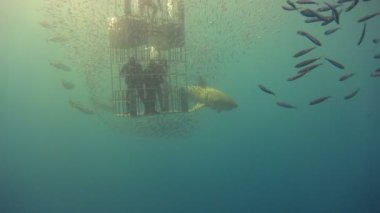 Büyük beyaz köpekbalıkları Guadalupe Adası Pasifik Okyanusu kapalı sualtı dalış büyüleyici. Meksika.