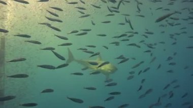 Büyük beyaz köpekbalıkları Guadalupe Adası Pasifik Okyanusu kapalı sualtı dalış büyüleyici. Meksika.